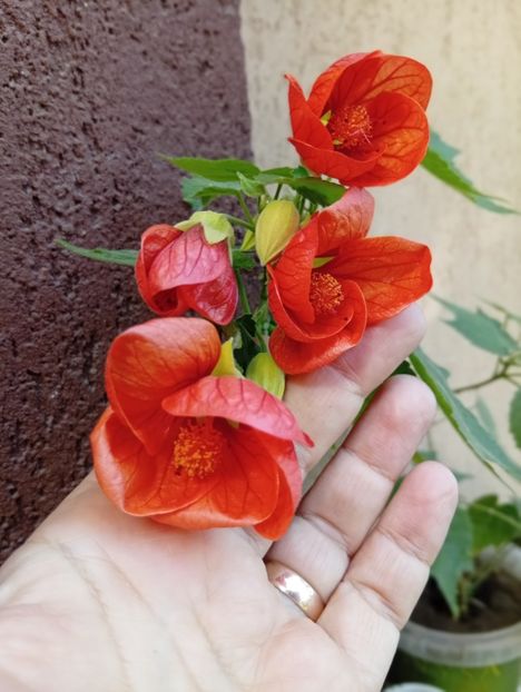  - Abutilon