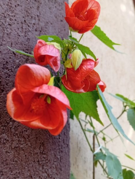  - Abutilon