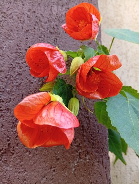  - Abutilon