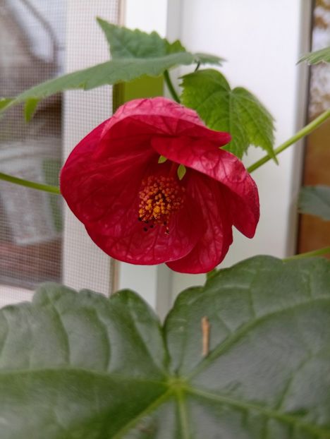  - Abutilon
