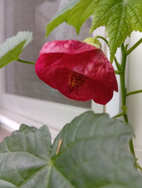  - Abutilon