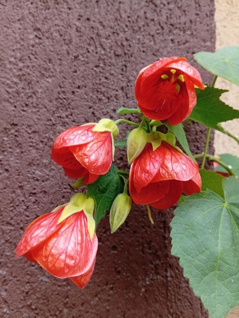  - Abutilon
