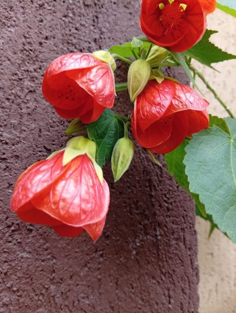  - Abutilon