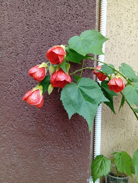 - Abutilon