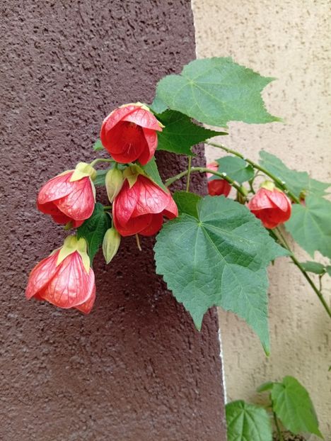 - Abutilon
