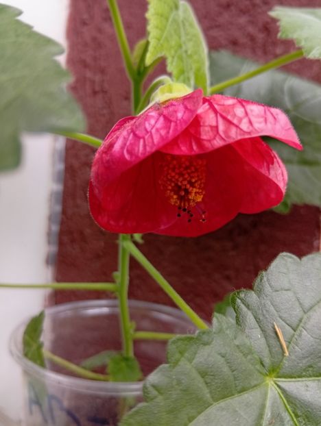  - Abutilon