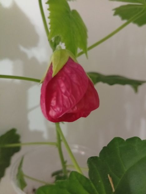  - Abutilon