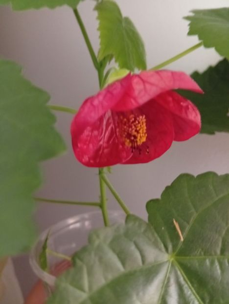  - Abutilon