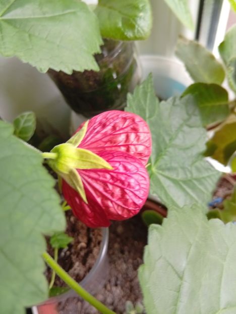 - Abutilon