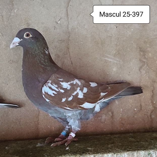 Mascul 25-397 - 90 Porumbei de vanzare