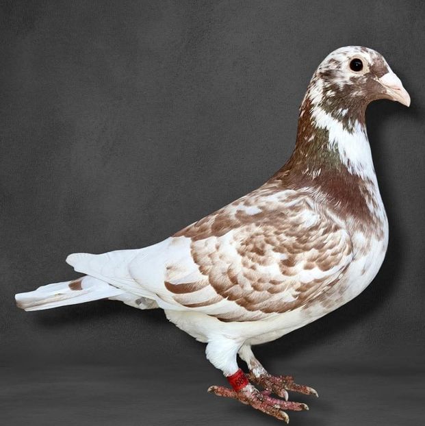  - Nu îmi aparțin 11