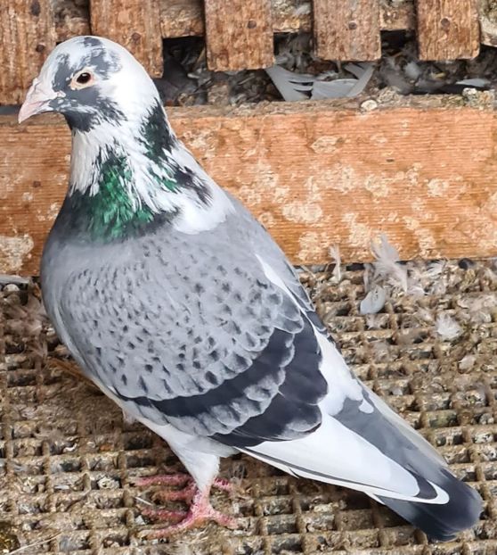  - Nu îmi aparțin 11