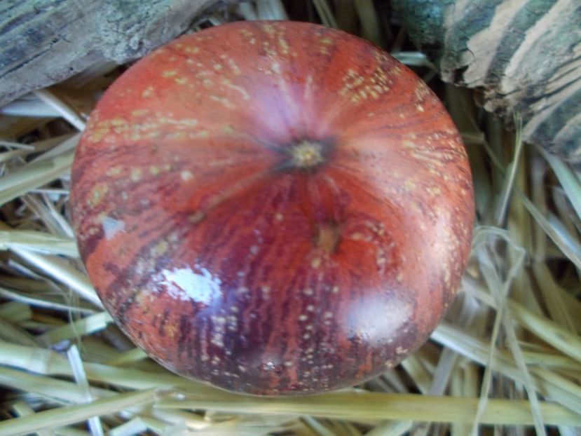  - SEMINTE ROSII - T 879 LOVELY LUSH