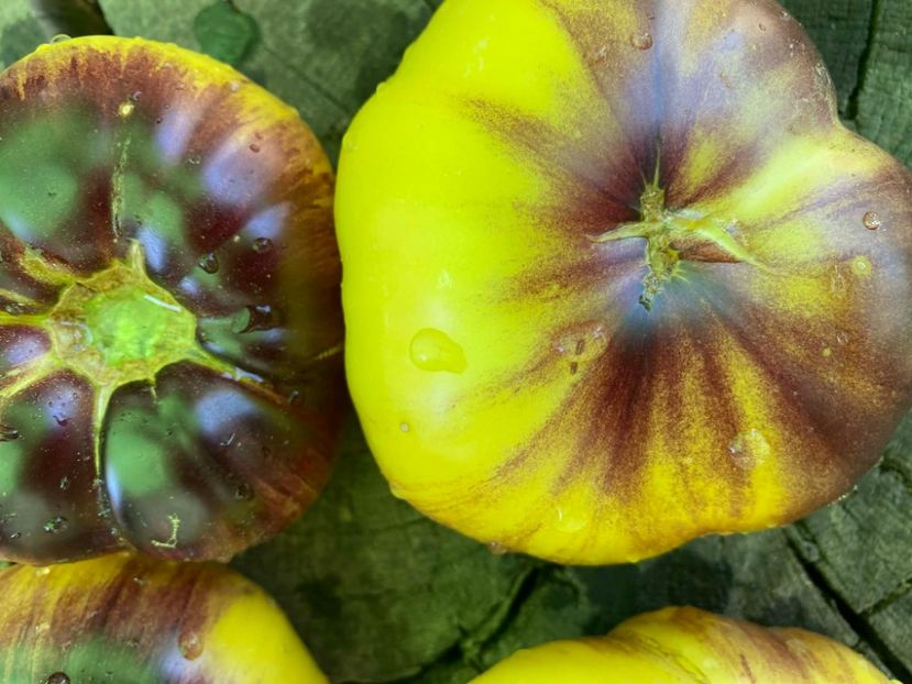  - SEMINTE ROSII - T 951 GREAT WHITE x P-20