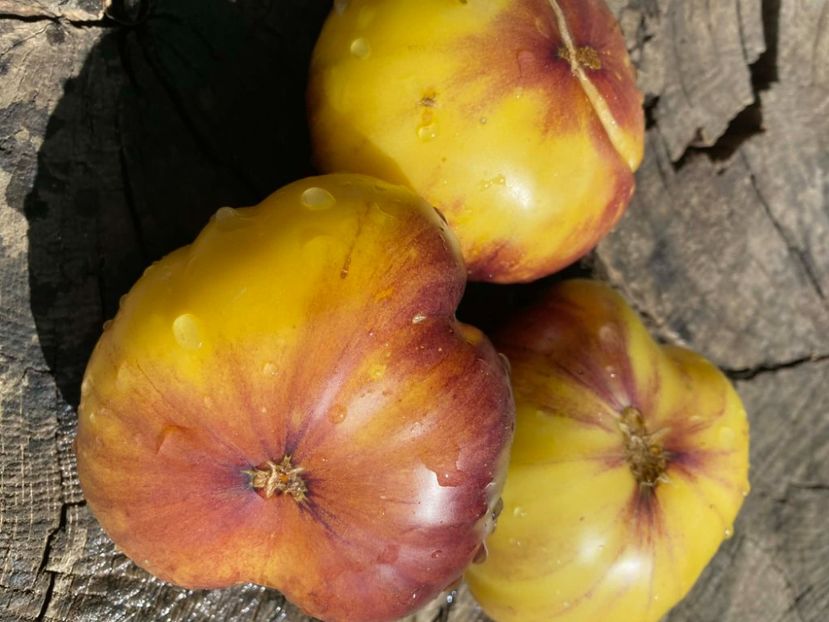  - SEMINTE ROSII - T 951 GREAT WHITE x P-20