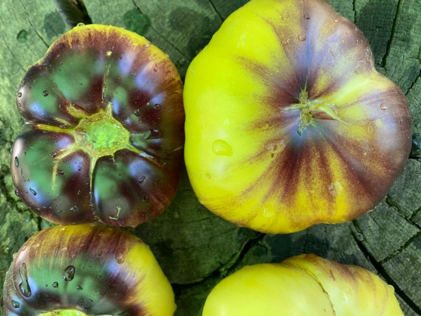  - SEMINTE ROSII - T 951 GREAT WHITE x P-20