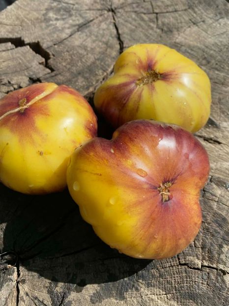  - SEMINTE ROSII - T 951 GREAT WHITE x P-20