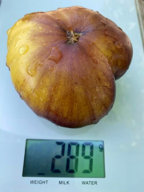  - SEMINTE ROSII - T 951 GREAT WHITE x P-20