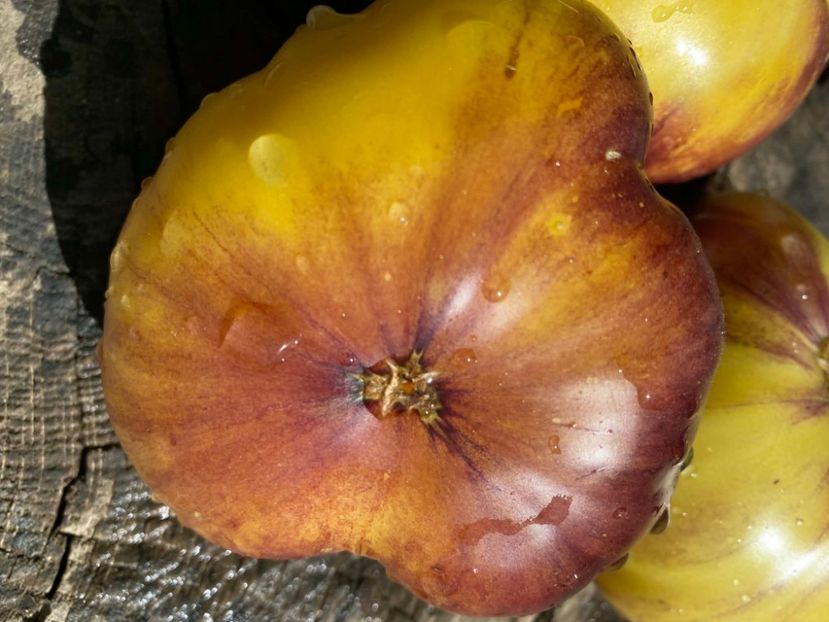  - SEMINTE ROSII - T 951 GREAT WHITE x P-20