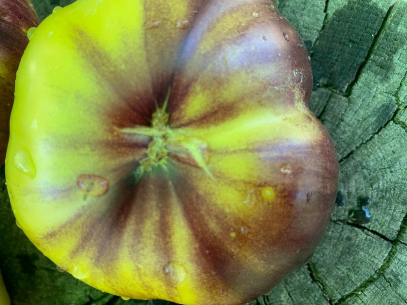  - SEMINTE ROSII - T 951 GREAT WHITE x P-20