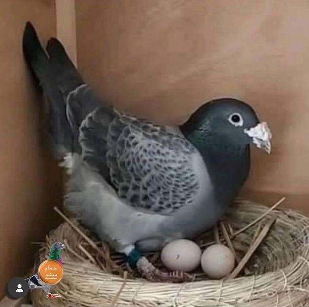  - Nu îmi aparțin 11