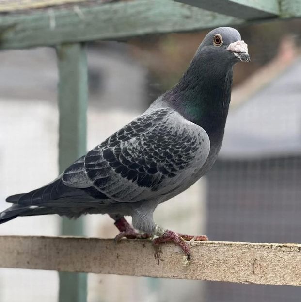  - Nu îmi aparțin 11