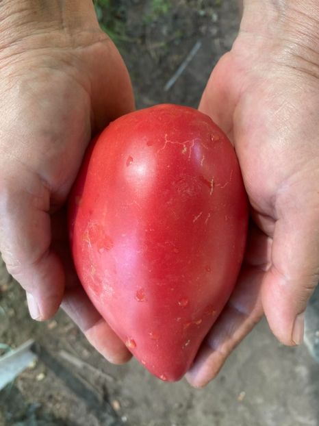  - SEMINTE ROSII - T 971 ROSA DE ZARAUTZ