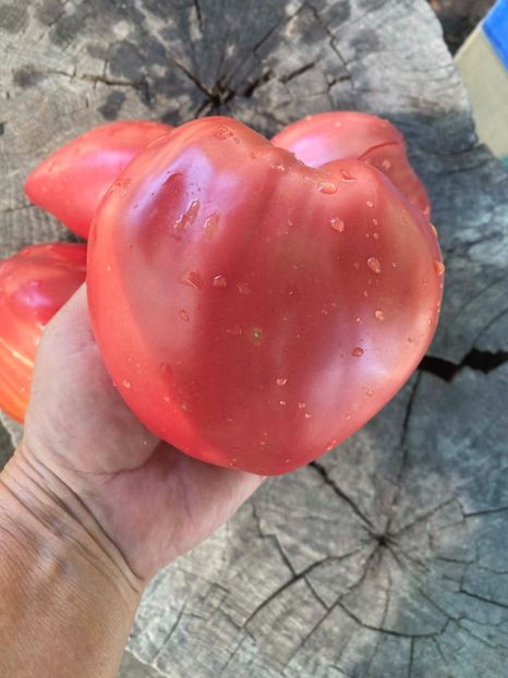  - SEMINTE ROSII - T 971 ROSA DE ZARAUTZ