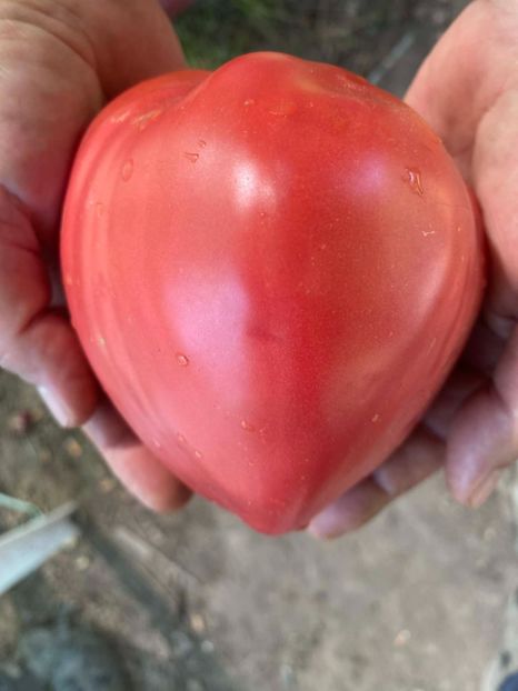  - SEMINTE ROSII - T 971 ROSA DE ZARAUTZ