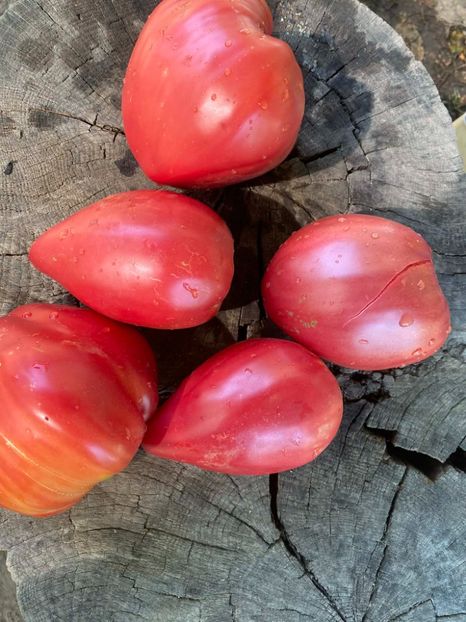  - SEMINTE ROSII - T 971 ROSA DE ZARAUTZ