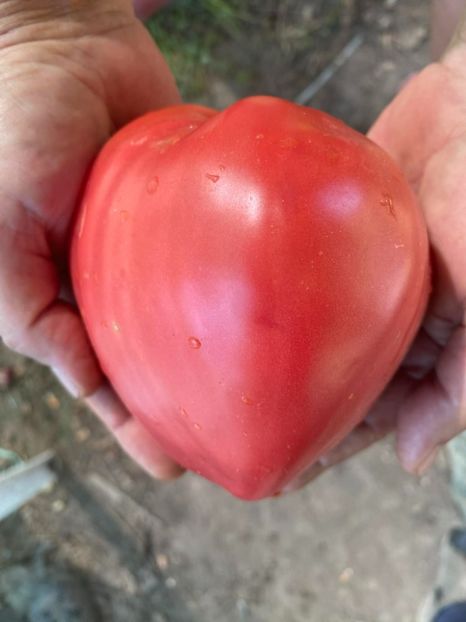  - SEMINTE ROSII - T 971 ROSA DE ZARAUTZ