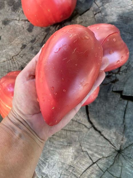  - SEMINTE ROSII - T 971 ROSA DE ZARAUTZ