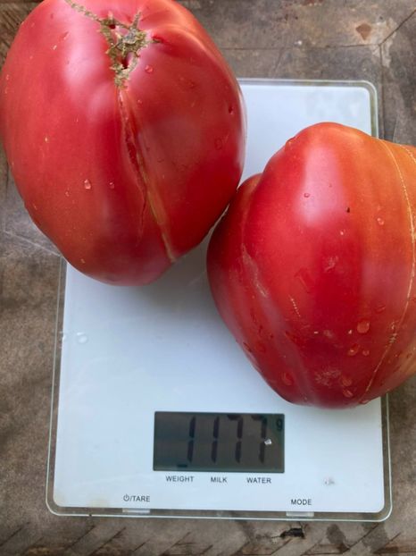  - SEMINTE ROSII - T 971 ROSA DE ZARAUTZ