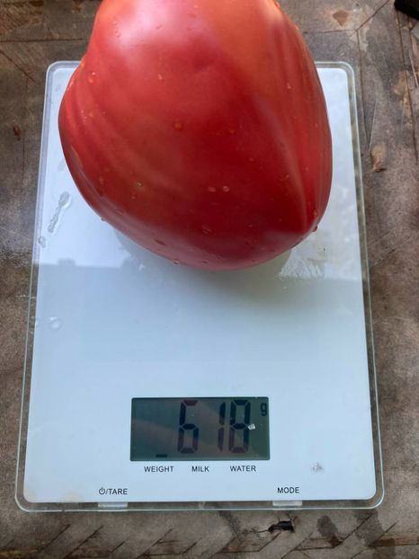  - SEMINTE ROSII - T 971 ROSA DE ZARAUTZ