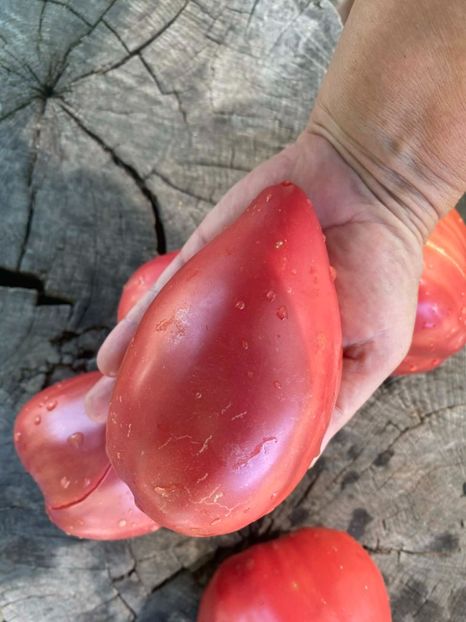  - SEMINTE ROSII - T 971 ROSA DE ZARAUTZ