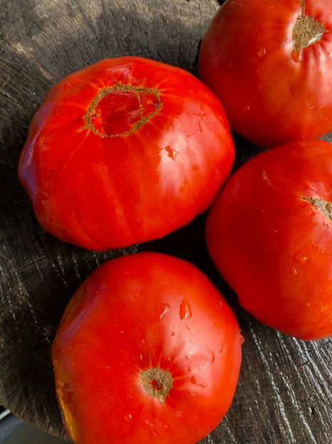  - SEMINTE ROSII - T 1004 - ROSIE GRASA ROMANEASCA