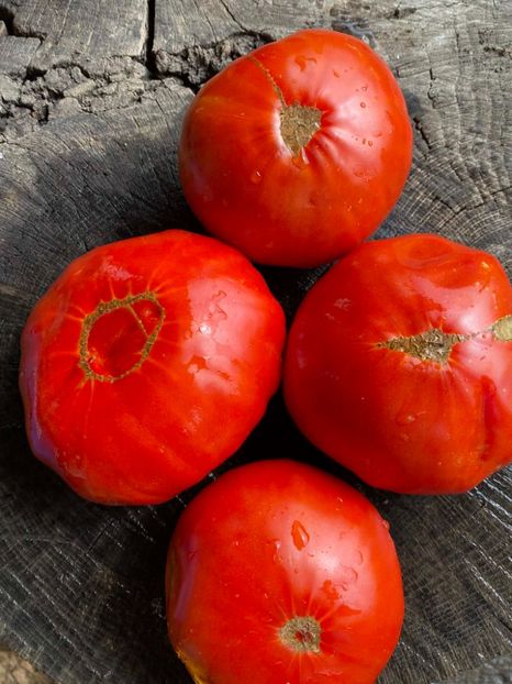  - SEMINTE ROSII - T 1004 - ROSIE GRASA ROMANEASCA