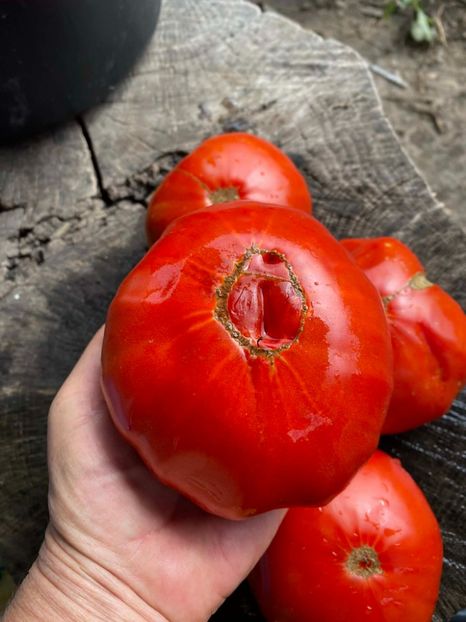  - SEMINTE ROSII - T 1004 - ROSIE GRASA ROMANEASCA