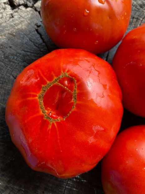  - SEMINTE ROSII - T 1004 - ROSIE GRASA ROMANEASCA