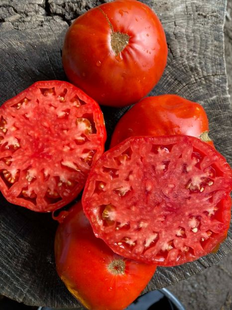  - SEMINTE ROSII - T 1004 - ROSIE GRASA ROMANEASCA