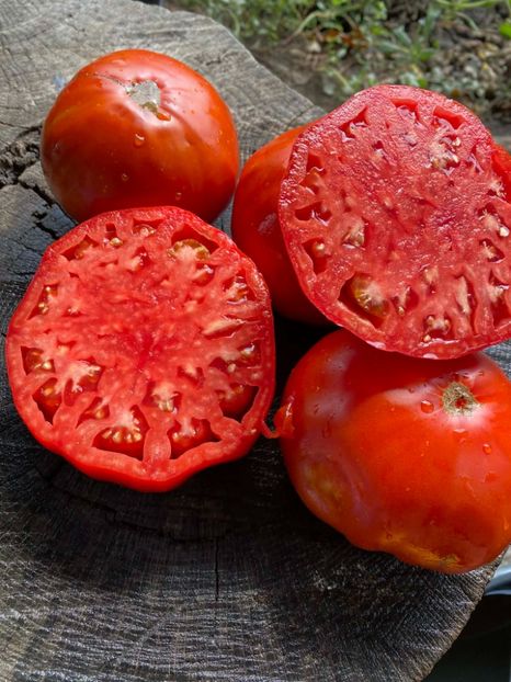  - SEMINTE ROSII - T 1004 - ROSIE GRASA ROMANEASCA