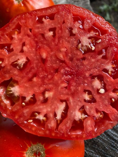  - SEMINTE ROSII - T 1004 - ROSIE GRASA ROMANEASCA