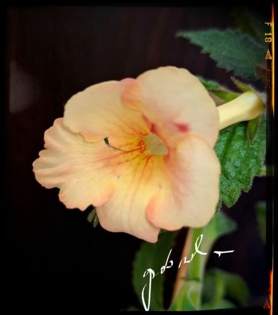  - A Pachet nr 3 la 100 lei