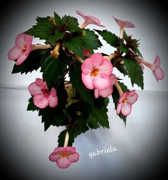  - A Pachet nr 3 la 100 lei