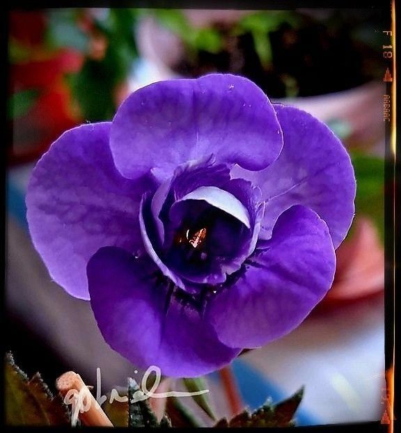  - A Pachet nr 3 la 100 lei