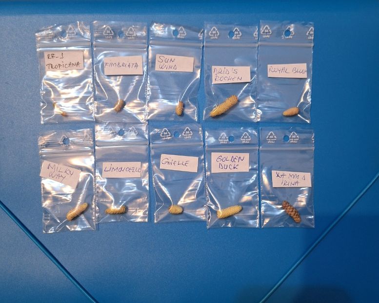  - A Pachet nr 4 la 100 lei