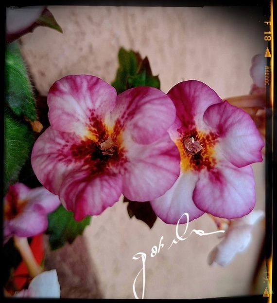  - A Pachet nr 4 la 100 lei