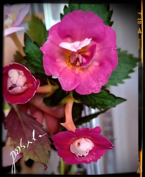  - A Pachet nr 4 la 100 lei