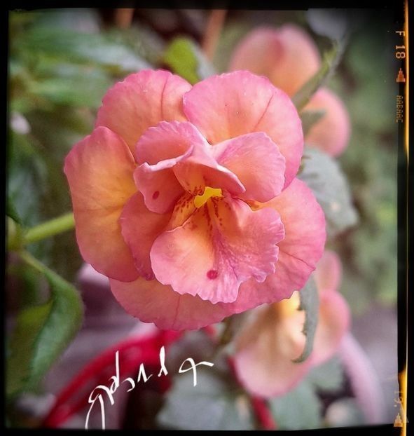  - A Pachet nr 4 la 100 lei