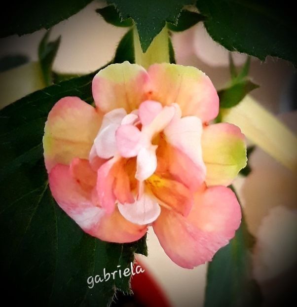  - A Pachet nr 4 la 100 lei